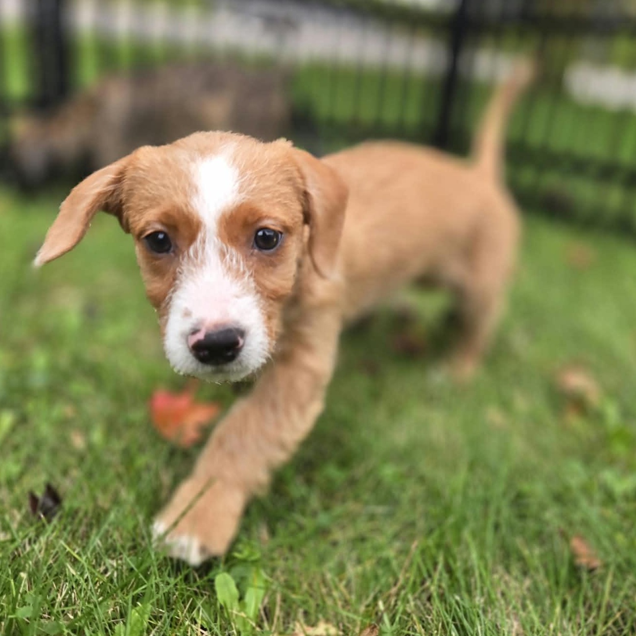 Enlarge Guther, a Adoptable mixed breed in Rochester, NY image 4/6