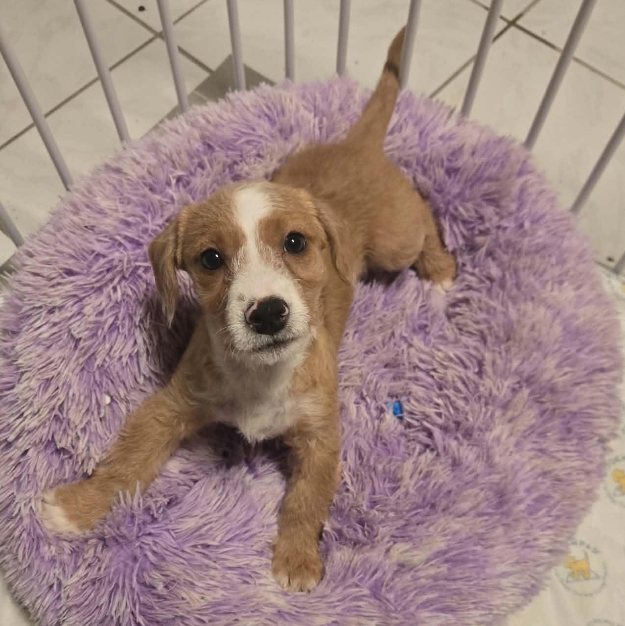 Enlarge Guther, a Adoptable mixed breed in Rochester, NY image 3/6