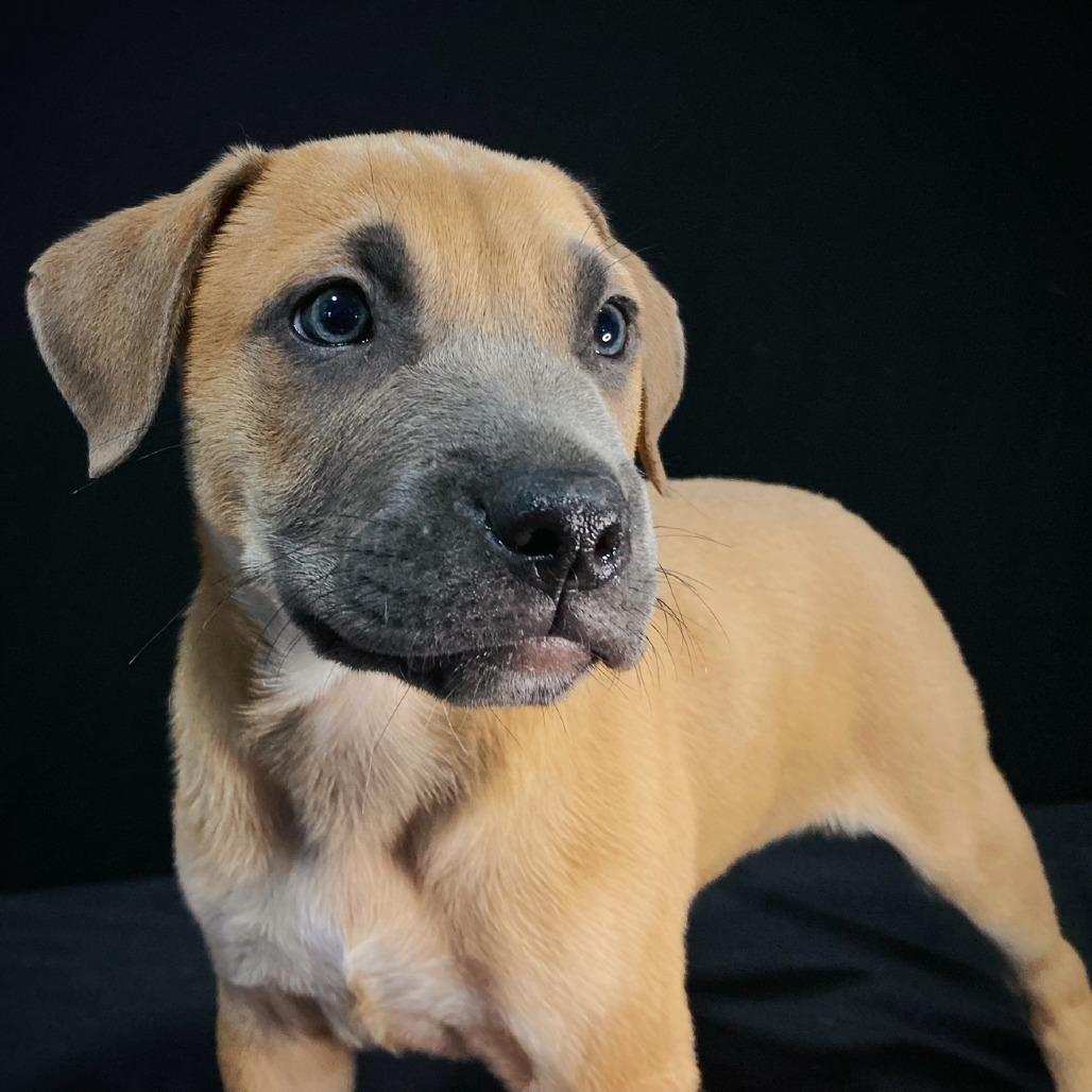 Grover Allen, Adoptable, Puppy Male Shepherd & Mixed Breed.