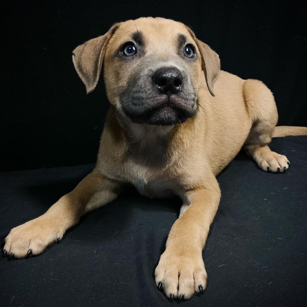 Grover Allen, a Adoptable mixed breed in Cabot, AR image 2/4