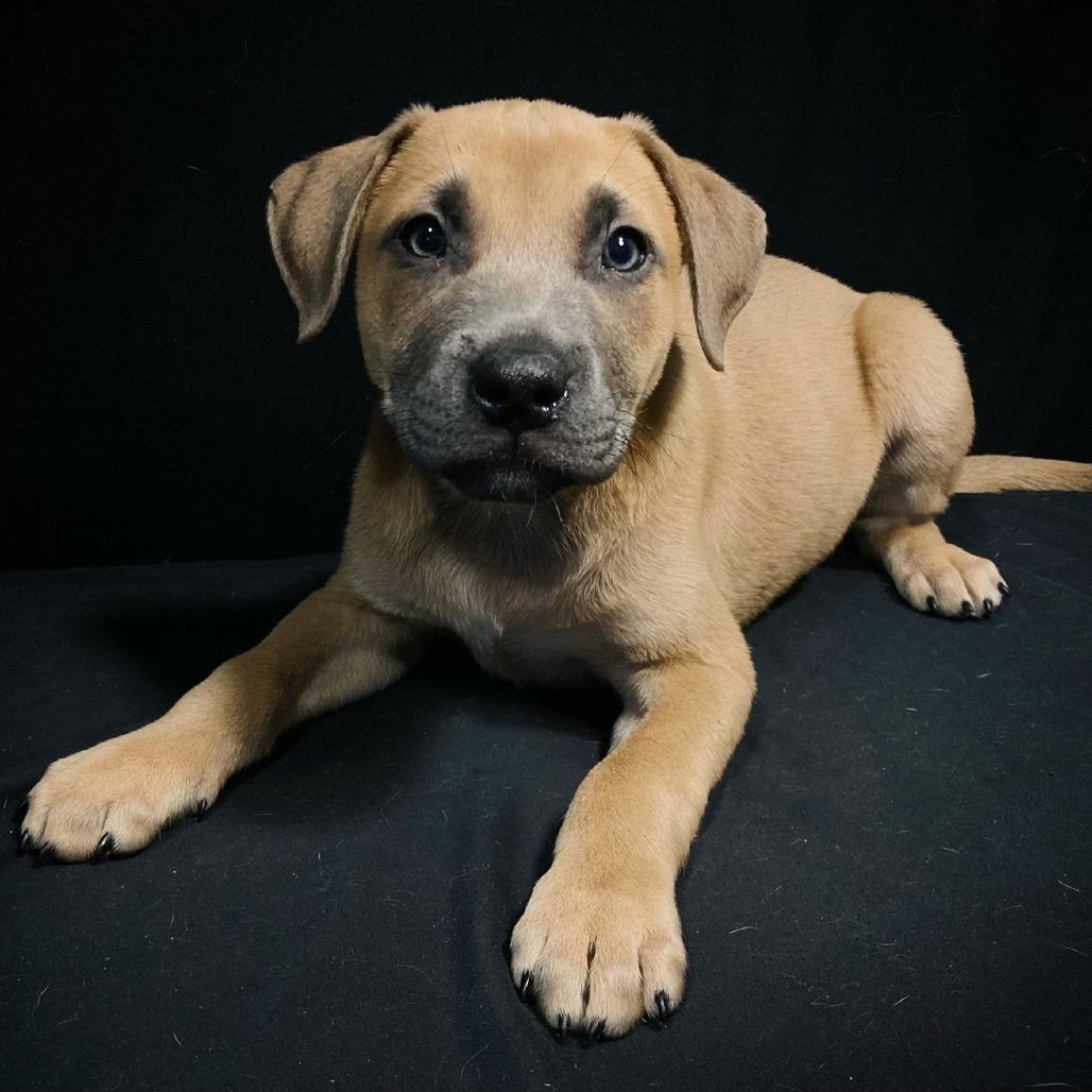 Grover Allen, a Adoptable mixed breed in Cabot, AR image 3/4