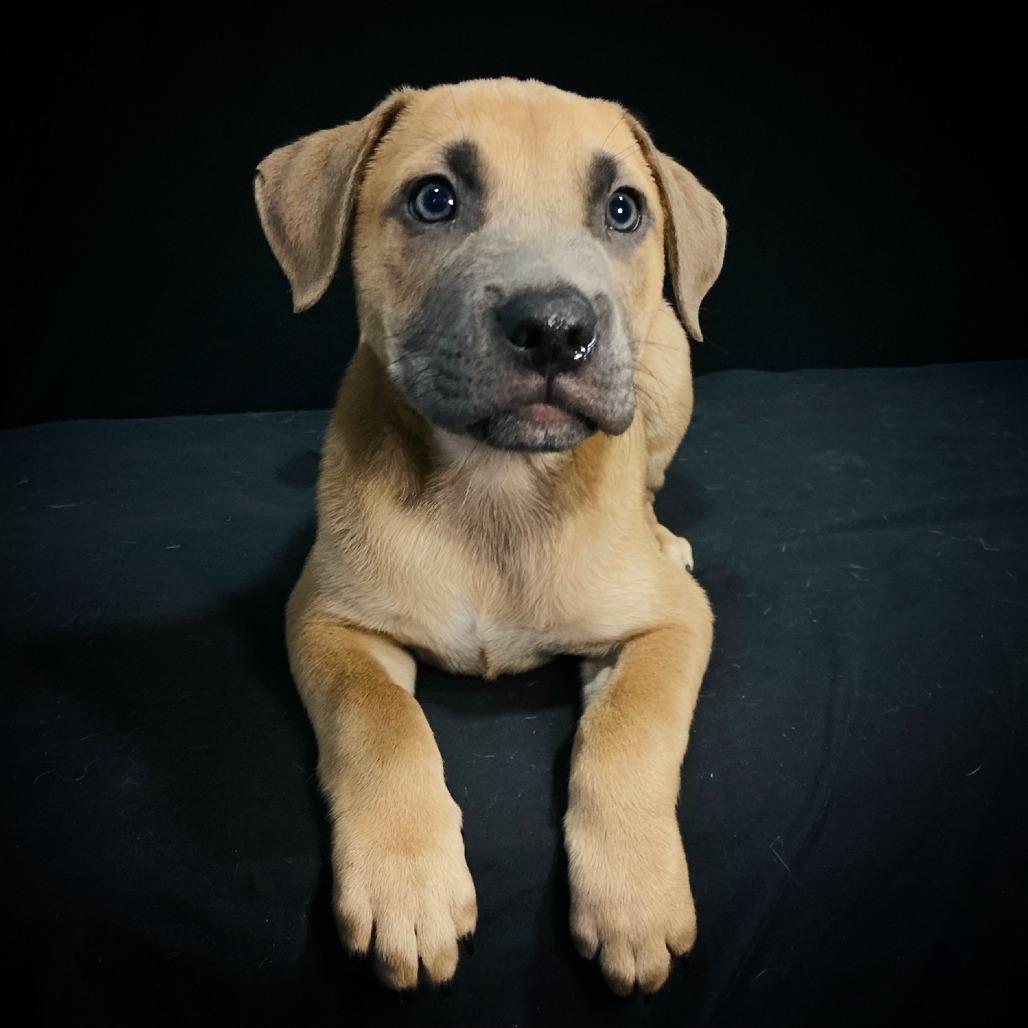 Grover Allen, a Adoptable mixed breed in Cabot, AR image 4/4