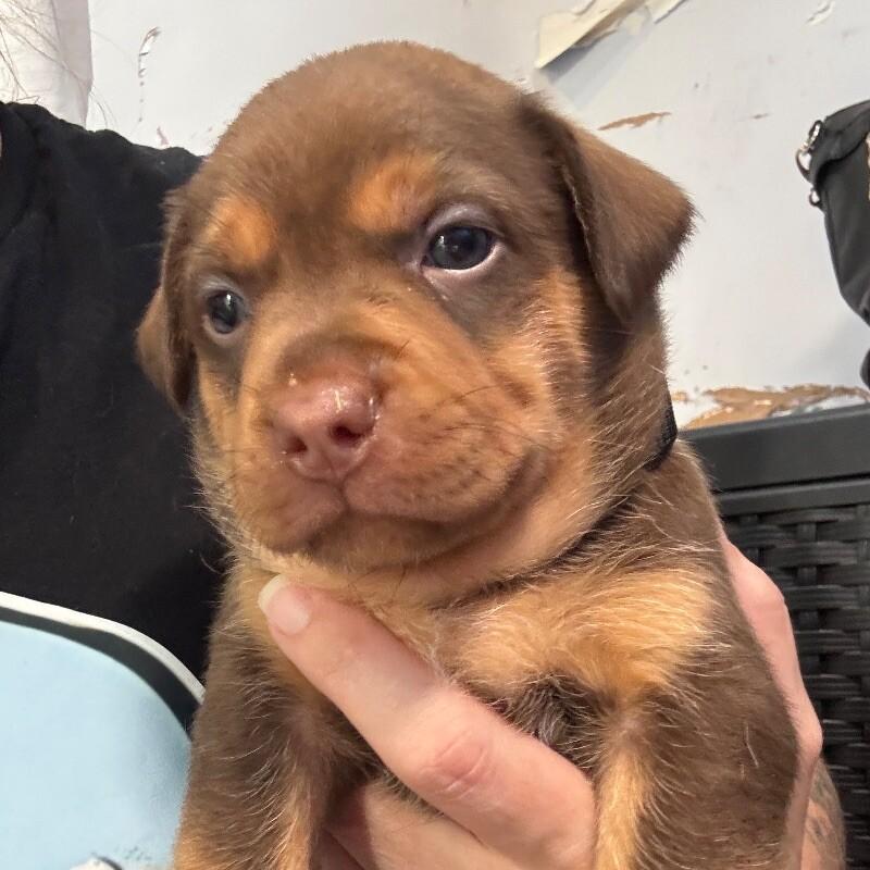 Enlarge CUPCAKE (BLACK) DESSERT LITTER, a Adoptable Mixed Breed in lawton, OK image 1/6