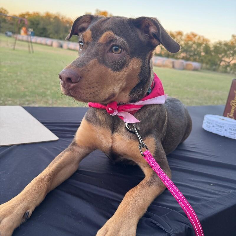 CUPCAKE (BLACK) DESSERT LITTER, Adoptable, Puppy Female Mixed Breed.