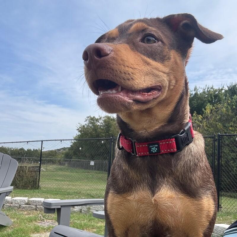 Enlarge CUPCAKE (BLACK) DESSERT LITTER, a Adoptable Mixed Breed in lawton, OK image 3/6