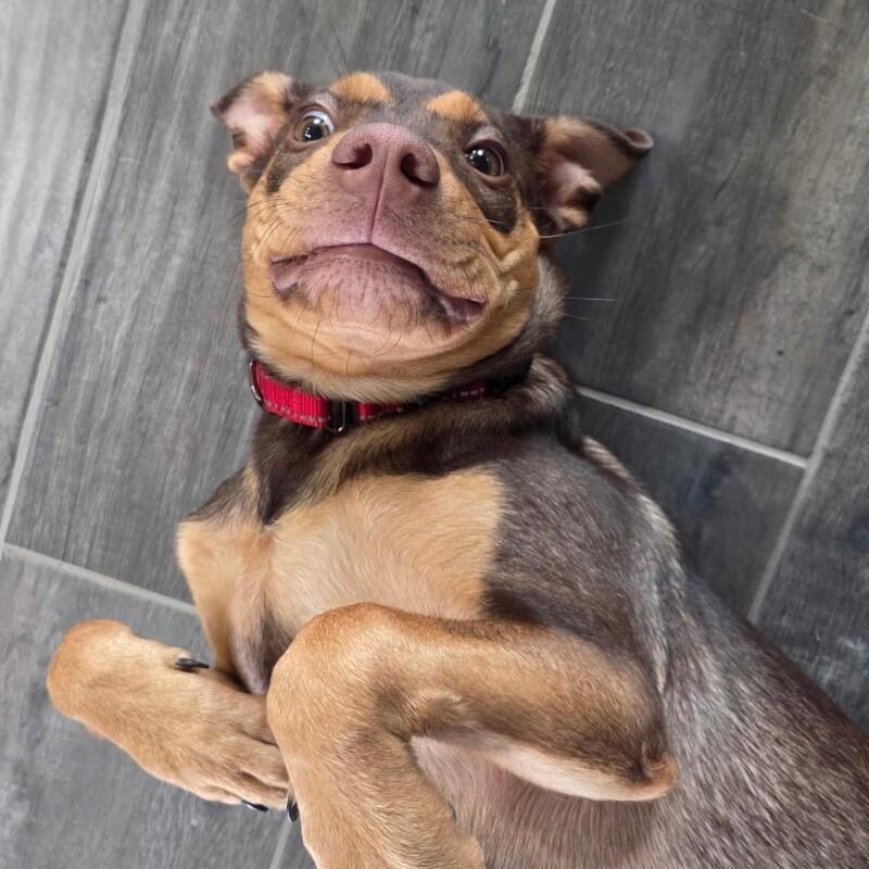 Enlarge CUPCAKE (BLACK) DESSERT LITTER, a Adoptable Mixed Breed in lawton, OK image 5/6