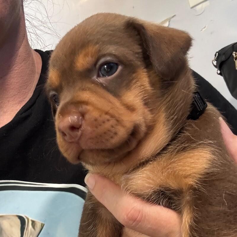 Enlarge CUPCAKE (BLACK) DESSERT LITTER, a Adoptable Mixed Breed in lawton, OK image 6/6