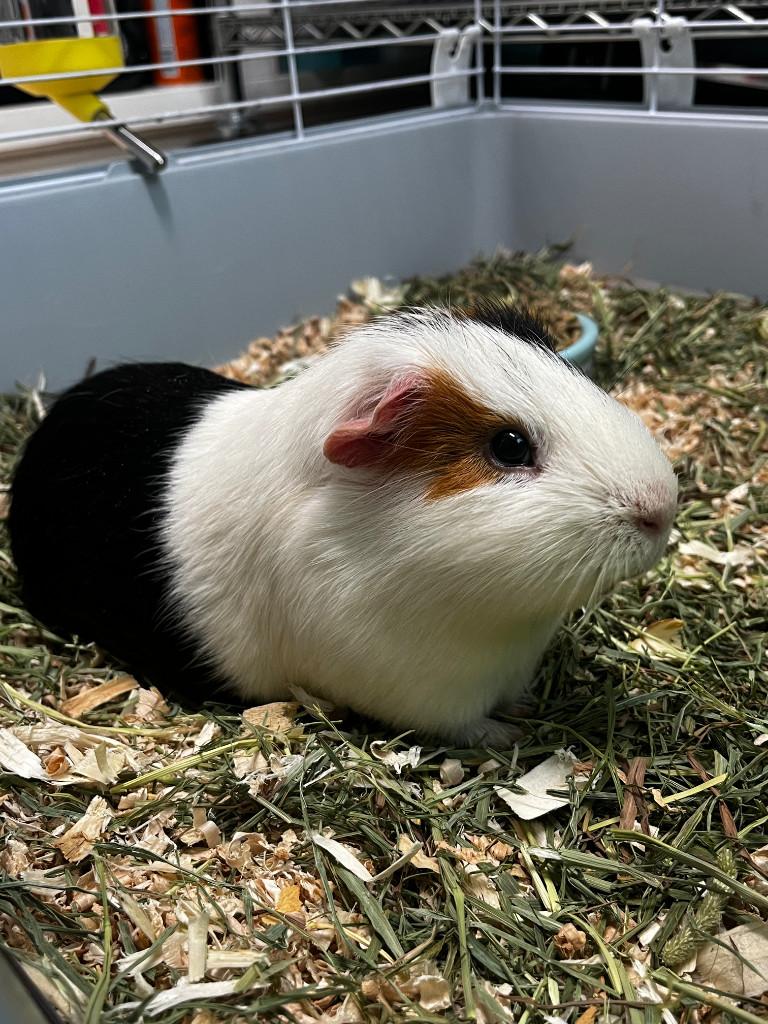 Single Male piggy needs a friend! No adoption fee.