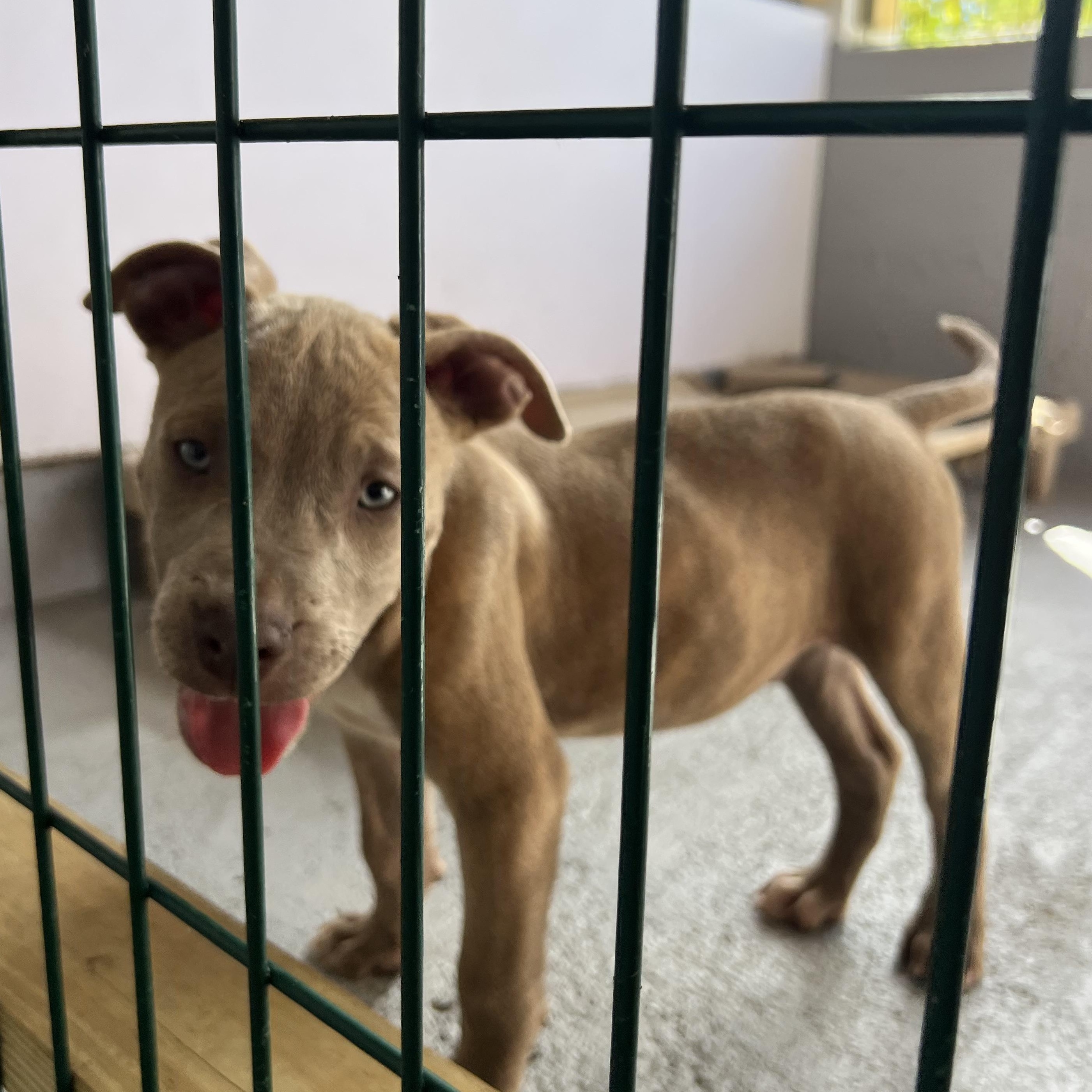 Capitan, an adopted Mixed Breed in Thornhill, ON image 4/6