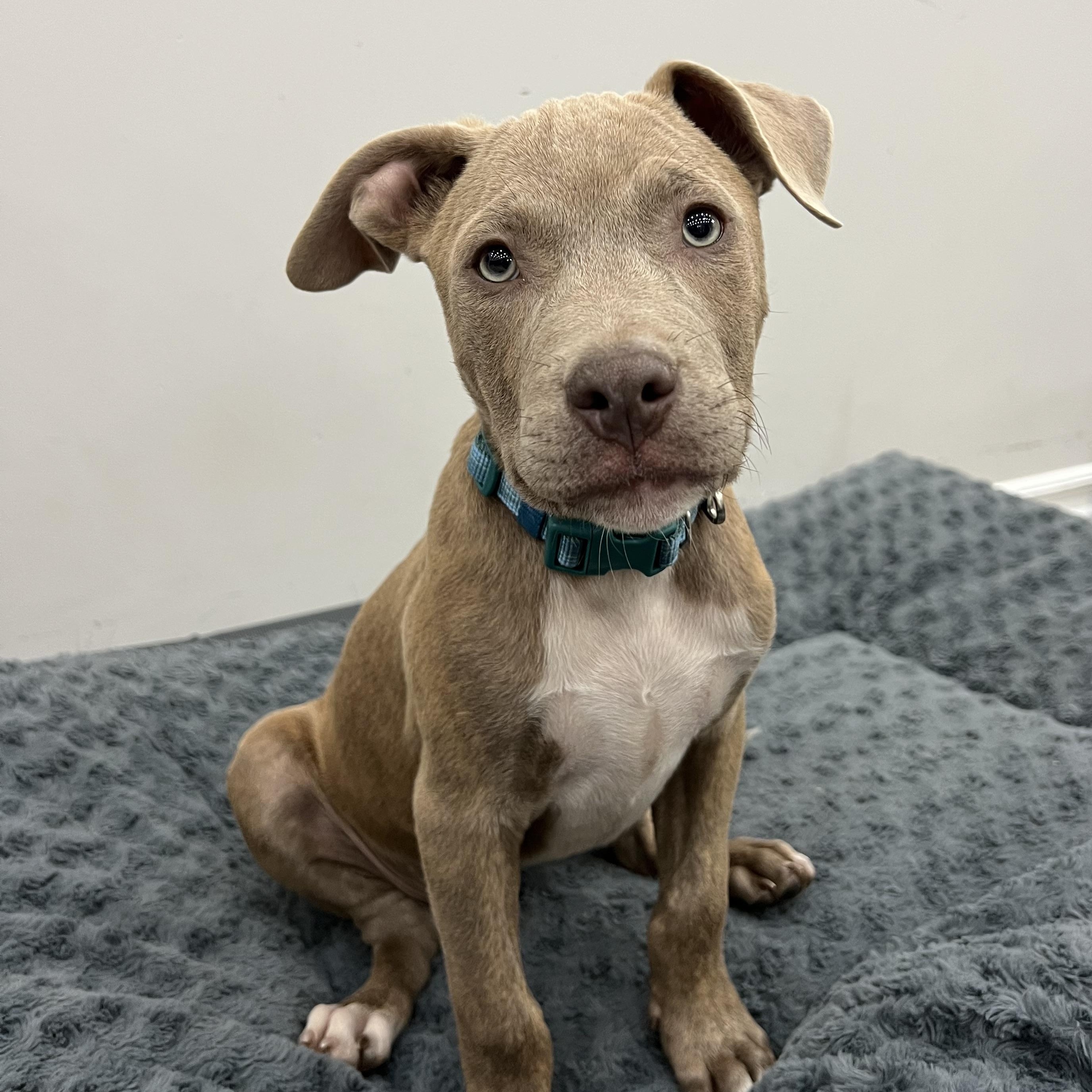 Capitan, adopted, Puppy Male Mixed Breed.