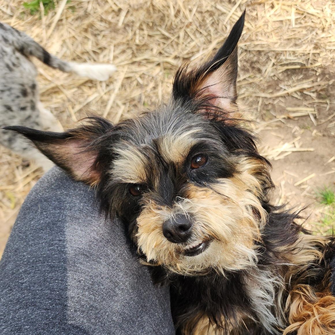 Emmy Matthews, a ADOPTABLE Mixed Breed in Racine, WI image 3/3