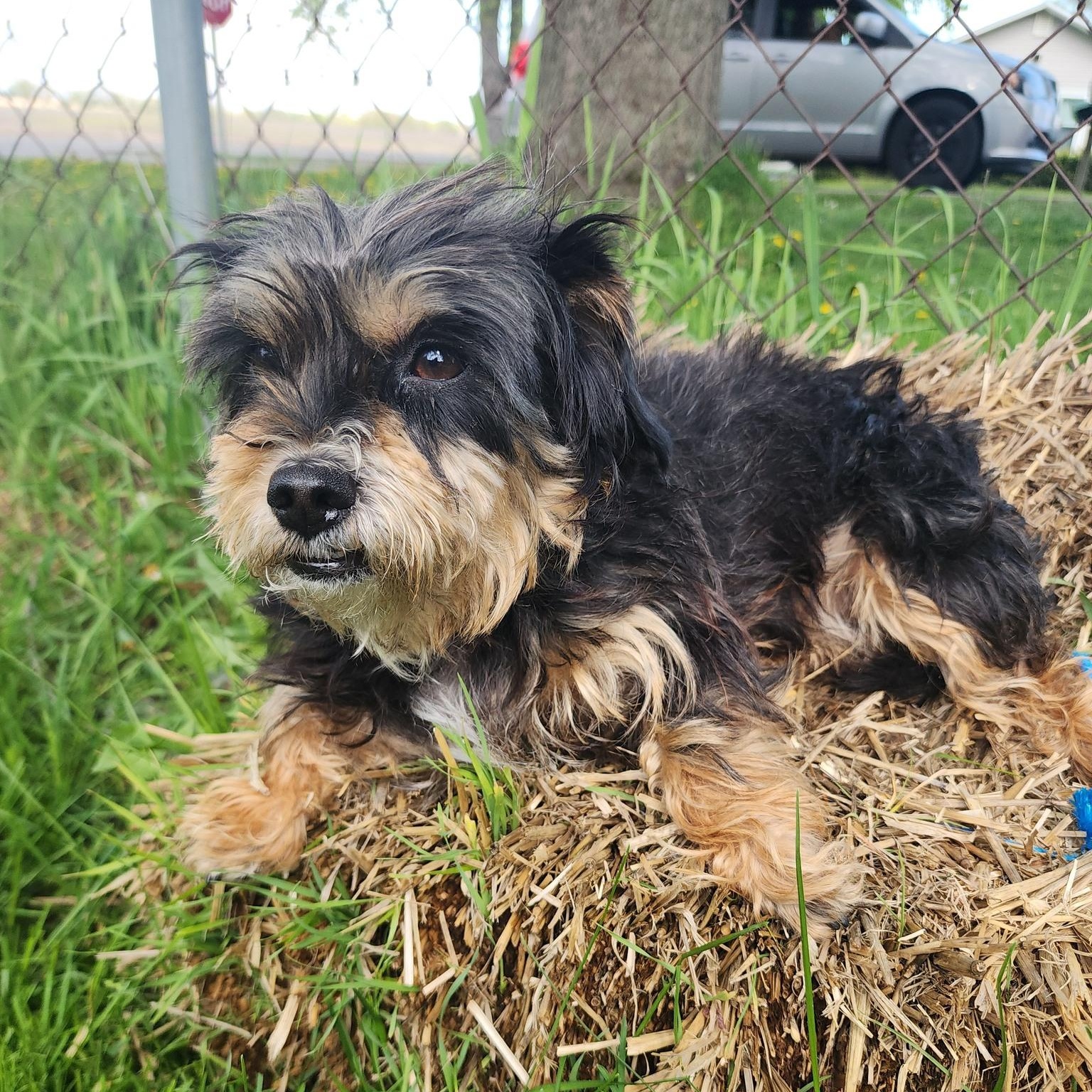 Emmy Matthews, a ADOPTABLE Mixed Breed in Racine, WI image 1/3