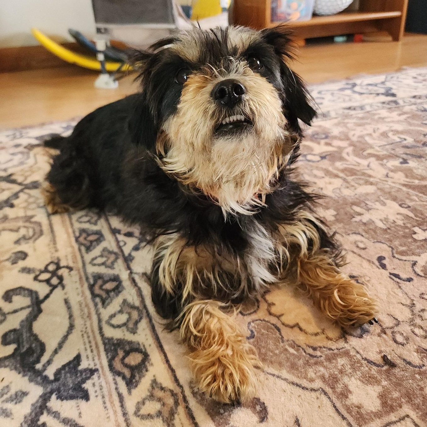 Emmy Matthews, a ADOPTABLE Mixed Breed in Racine, WI image 2/3