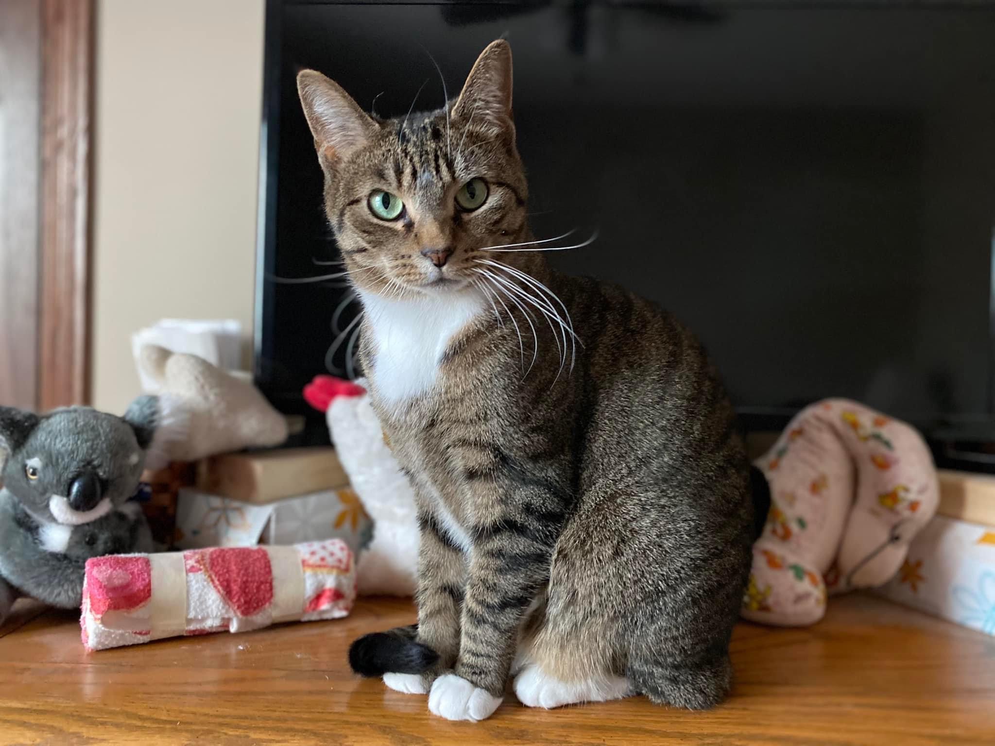 Cat for adoption Minnie (tripod) & Pluto **Bonded siblings, a