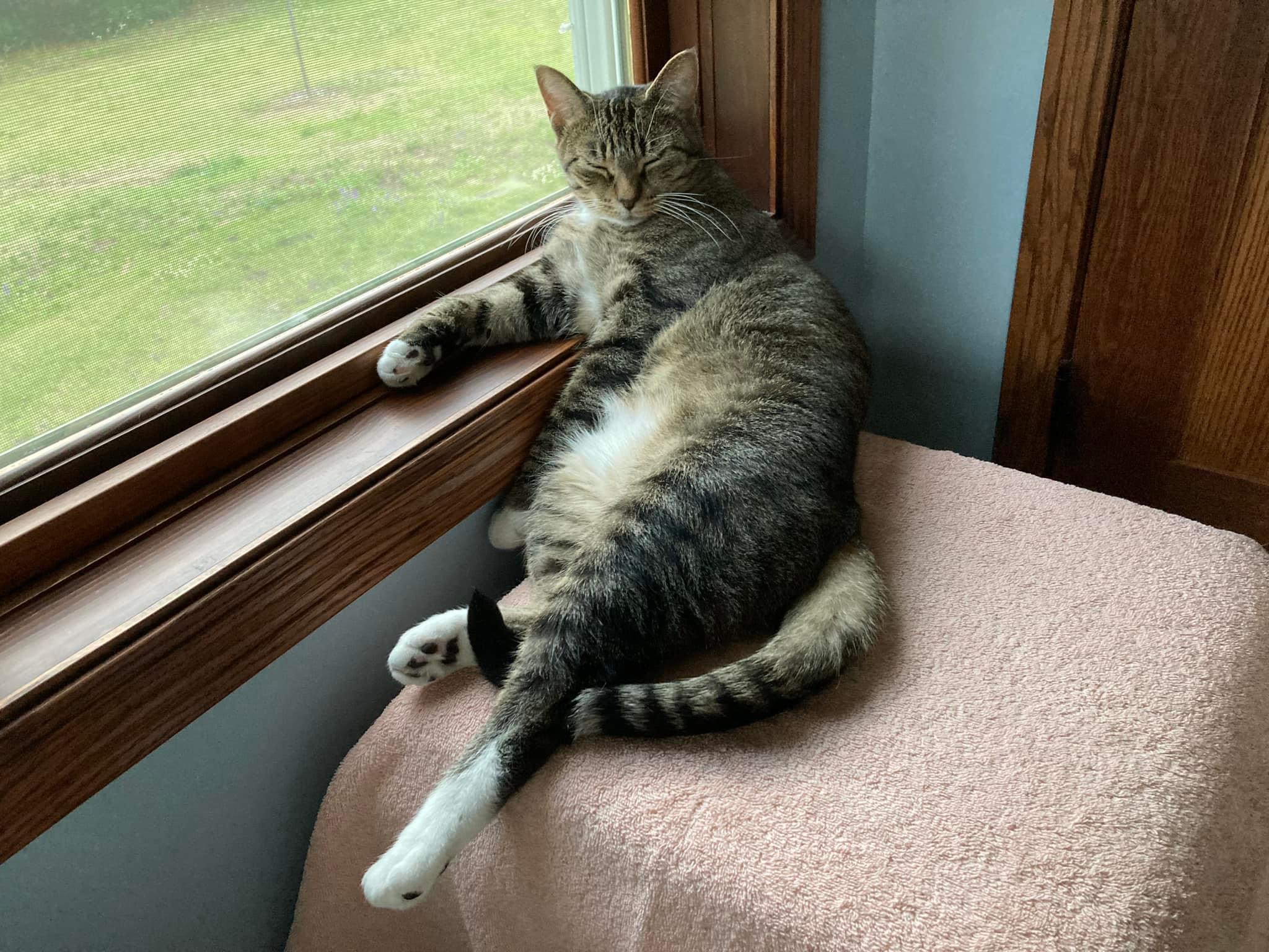 Cat for adoption Minnie (tripod) & Pluto **Bonded siblings, a