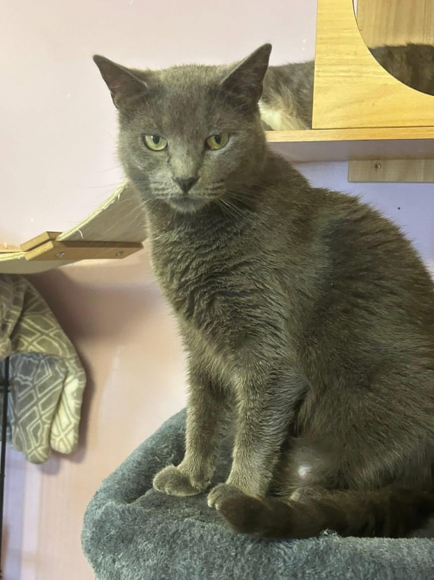 Quincy, Adoptable, Adult Female Domestic Short Hair.