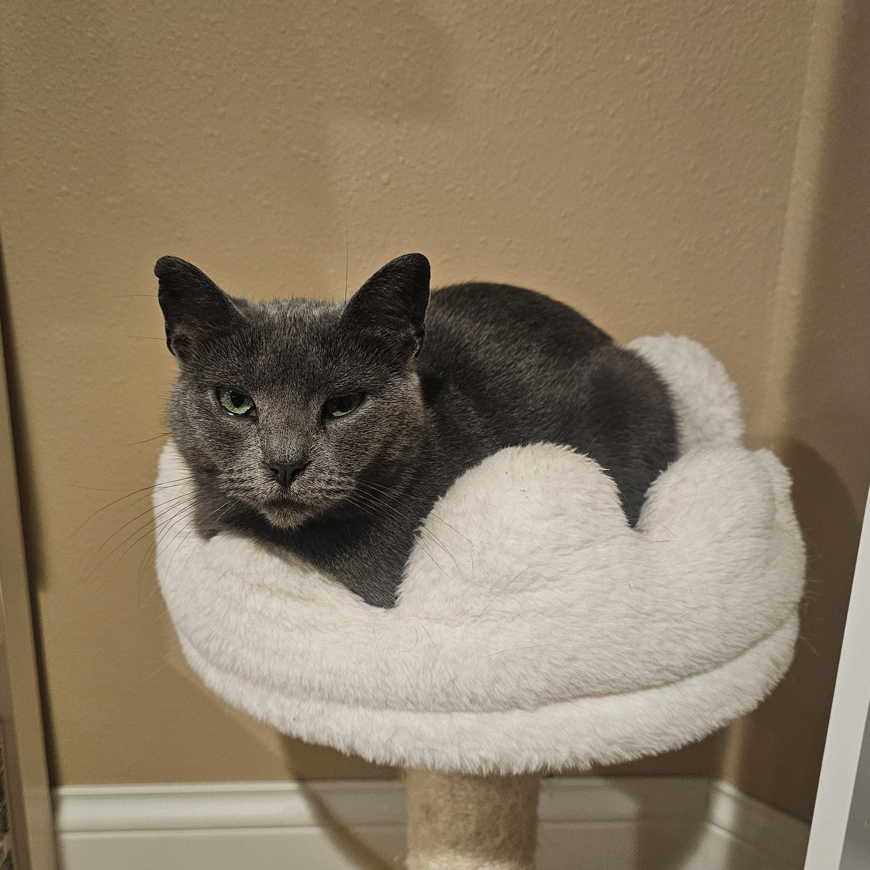 Enlarge Kristi, a Adoptable American Shorthair in Waverly, IA image 1/1