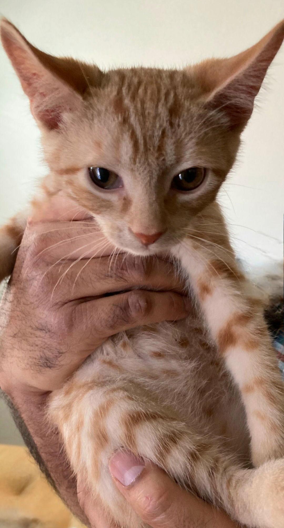 Enlarge Mango, a Adoptable mixed breed in Campbell, CA image 1/2