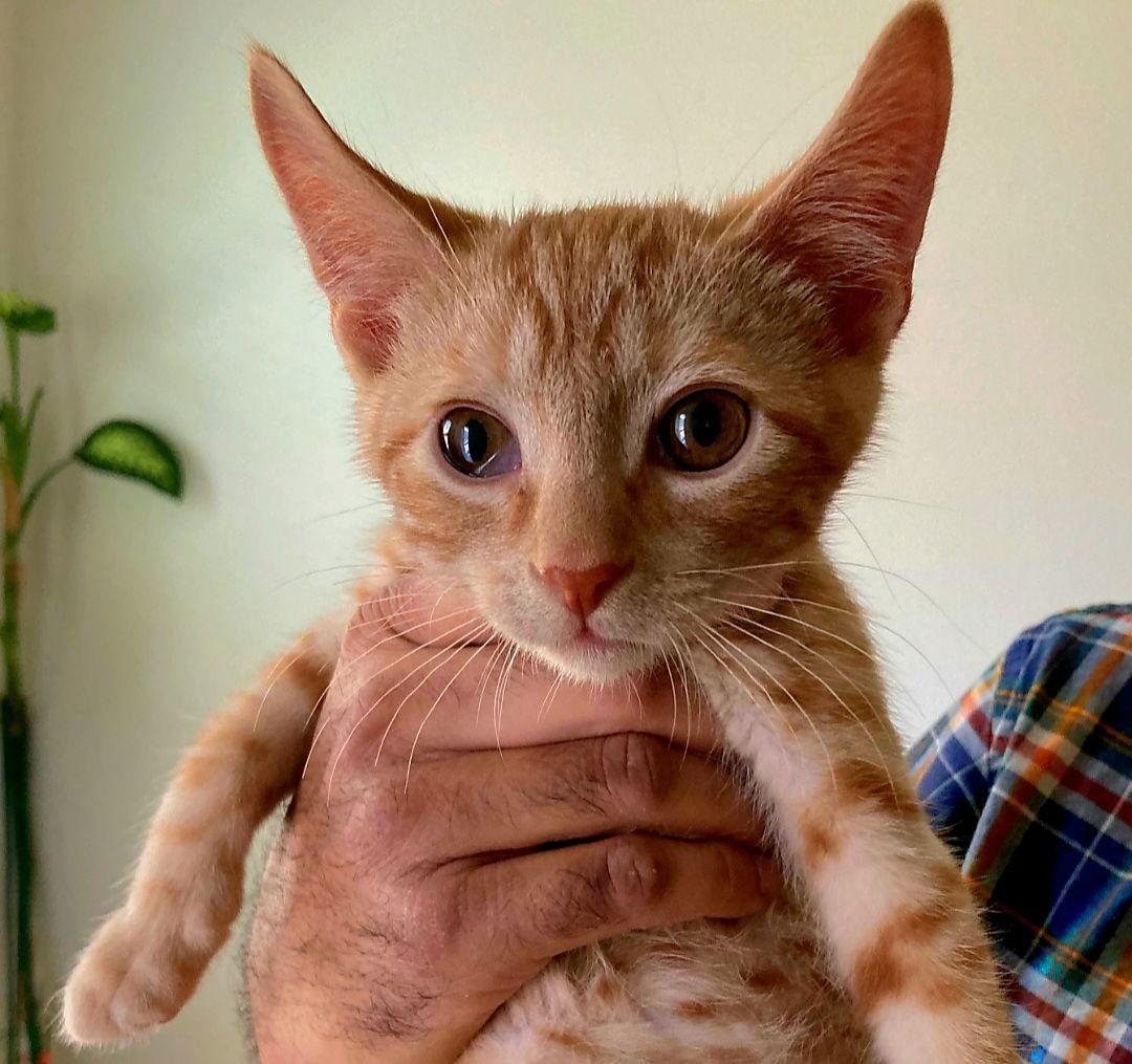 Enlarge Mango, a Adoptable mixed breed in Campbell, CA image 2/2