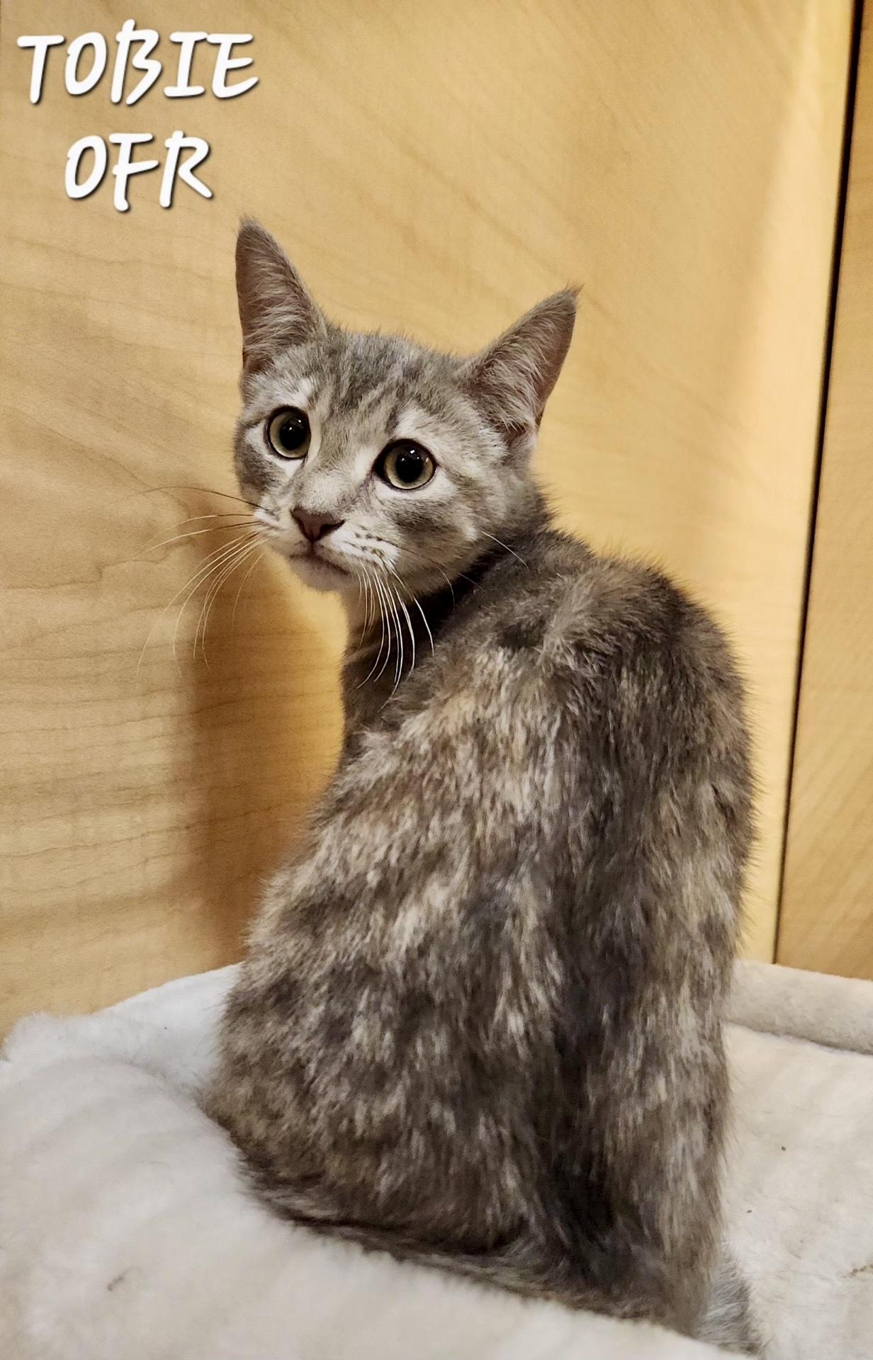 Enlarge Tobie, an adopted Domestic Short Hair in Owasso, OK image 1/1