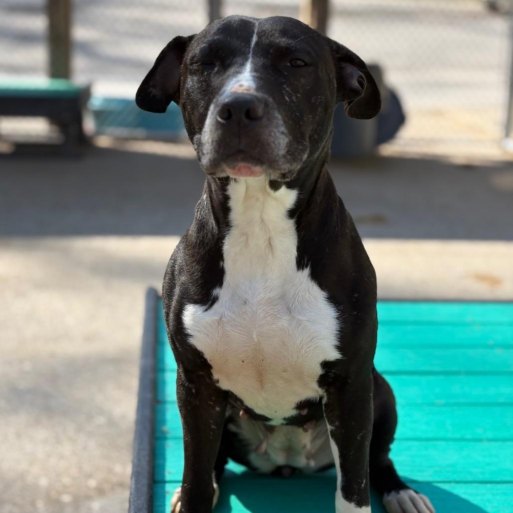Enlarge Mushroom, a Adoptable Mixed Breed in Charleston, WV image 1/2