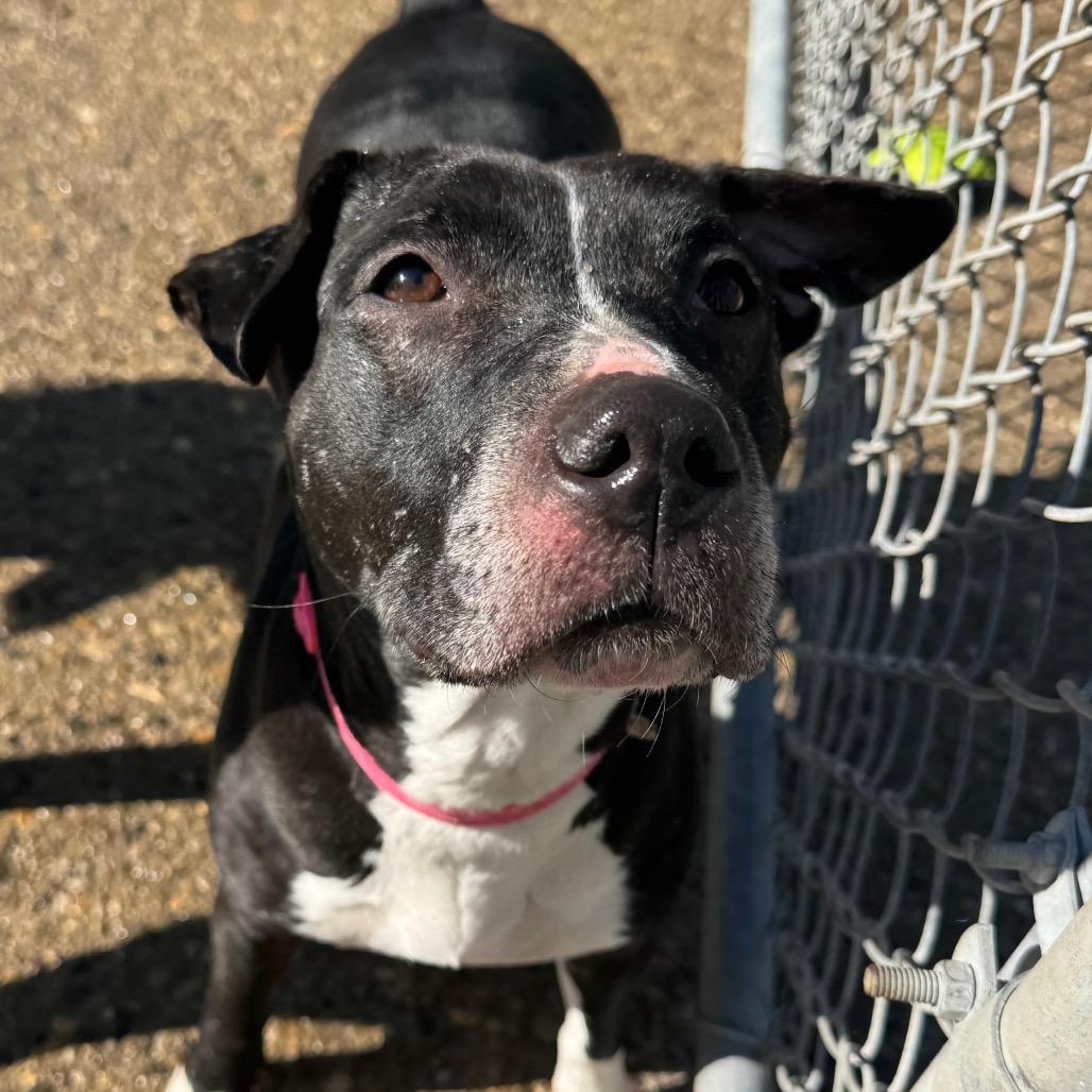 Enlarge Mushroom, a Adoptable Mixed Breed in Charleston, WV image 2/2