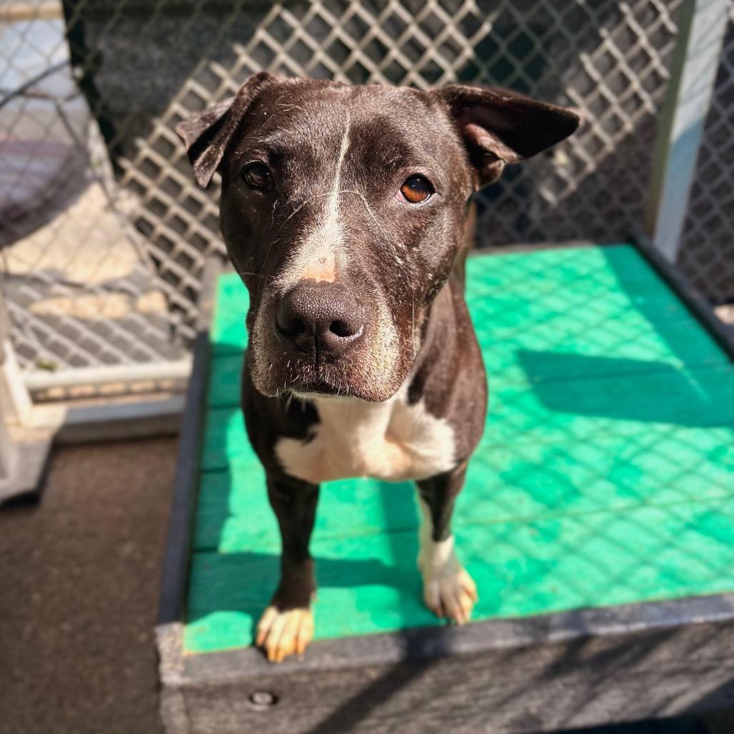 Enlarge Mushroom, a Adoptable Mixed Breed in Charleston, WV image 3/3
