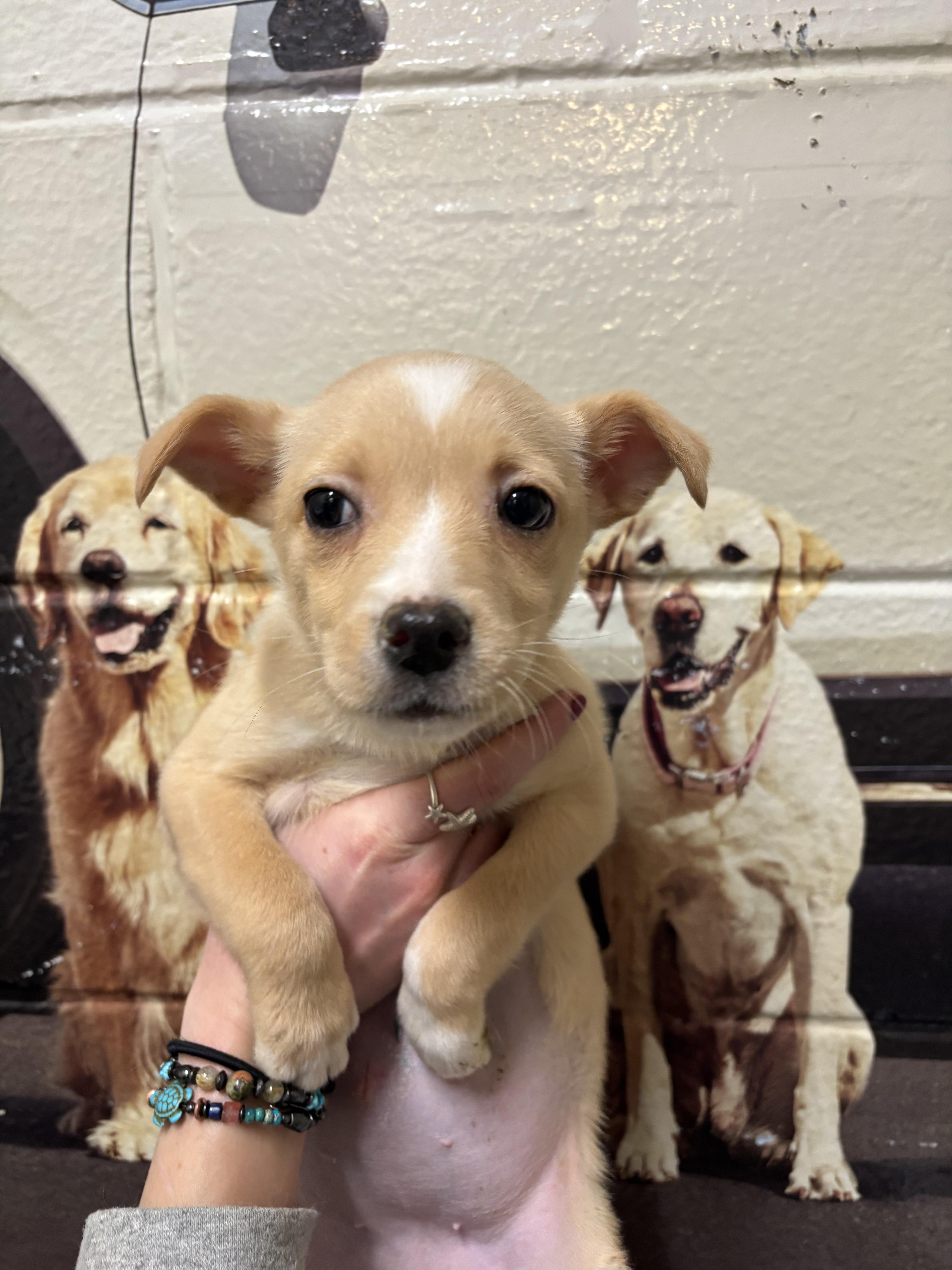 Enlarge Presley, an adopted Chihuahua in Lafayette, IN image 1/1