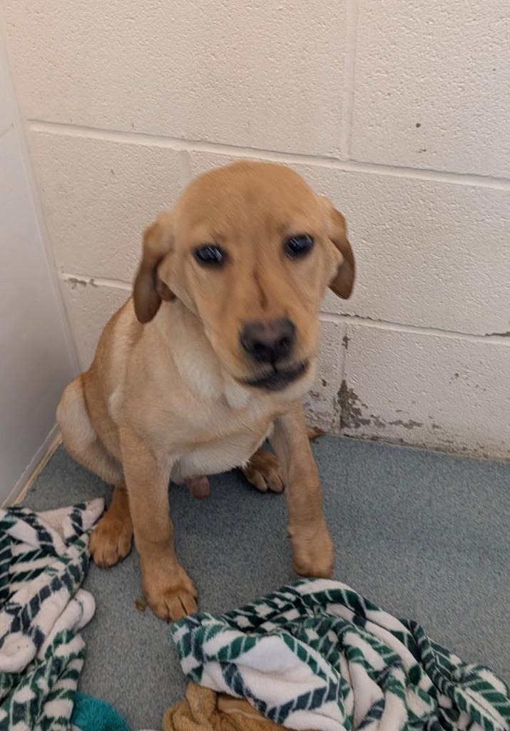 Rowan, Adopted, Puppy Male Golden Retriever & Mixed Breed.