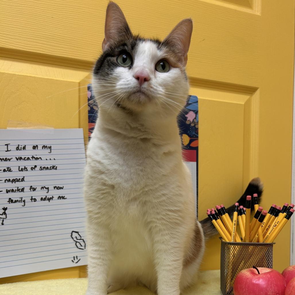 Daisy, a Adoptable Domestic Short Hair in Drumheller, AB image 3/3