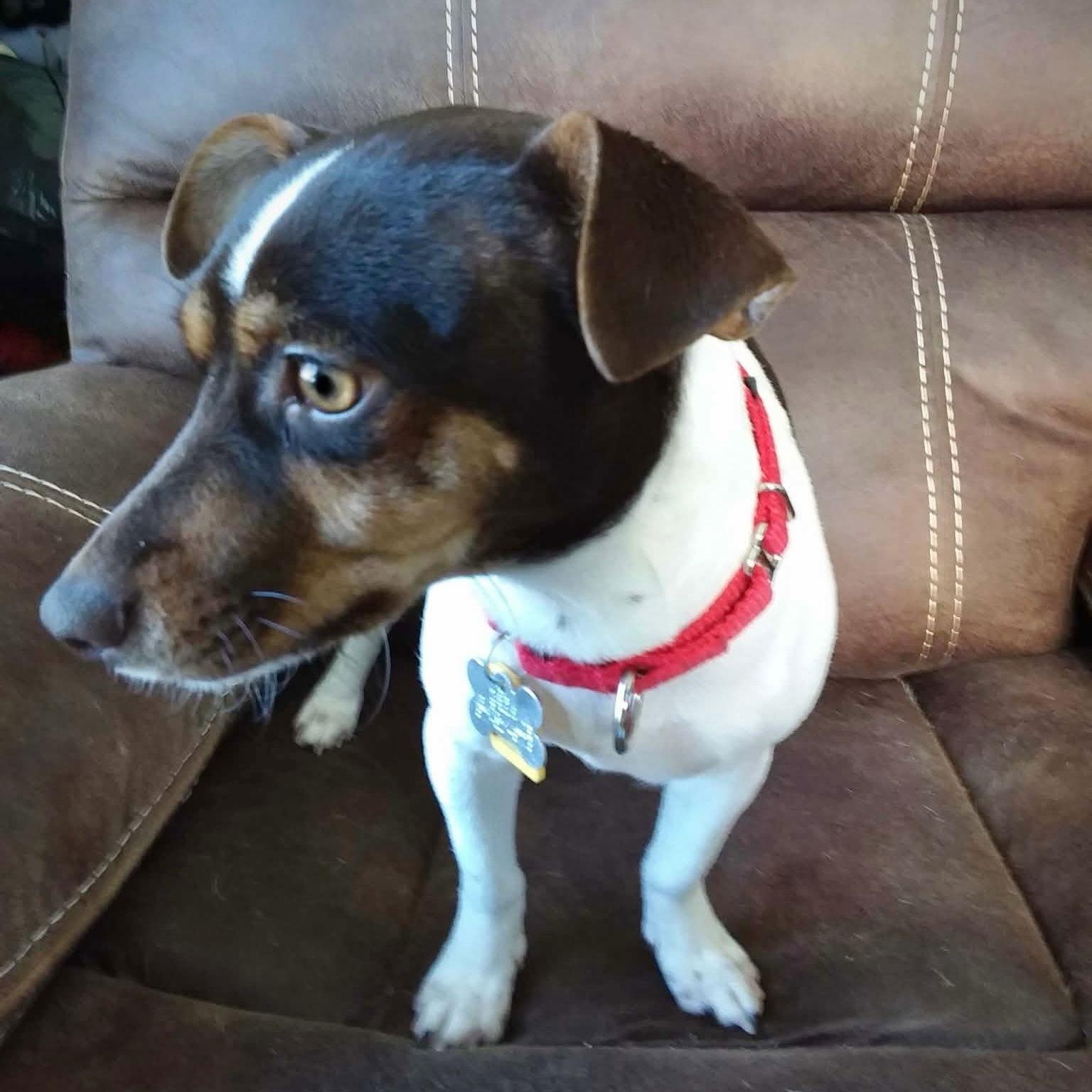 Arietta (MI), Adoptable, Young Female Rat Terrier.