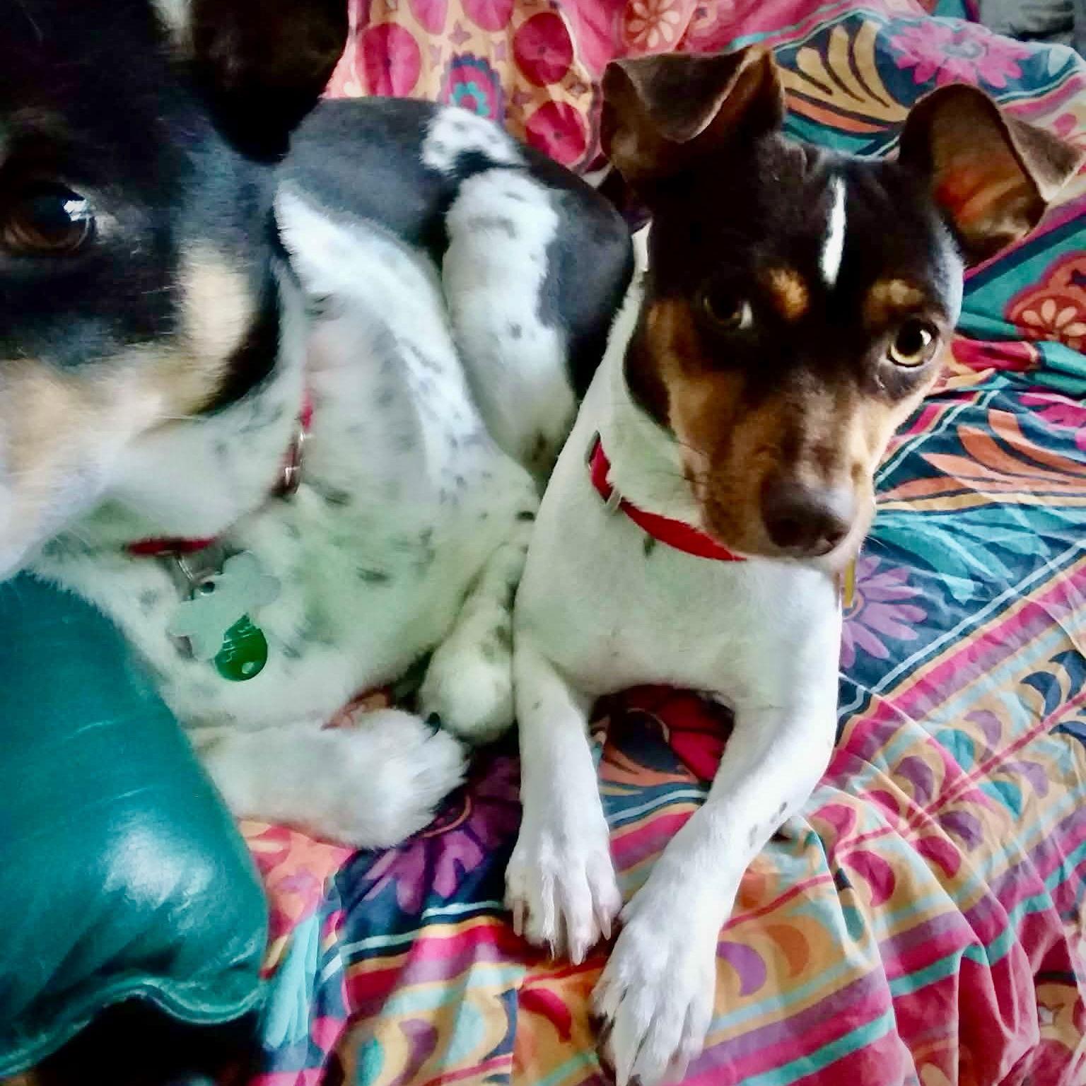 Arietta (MI), a Adoptable Rat Terrier in Kalamazoo, MI image 2/3