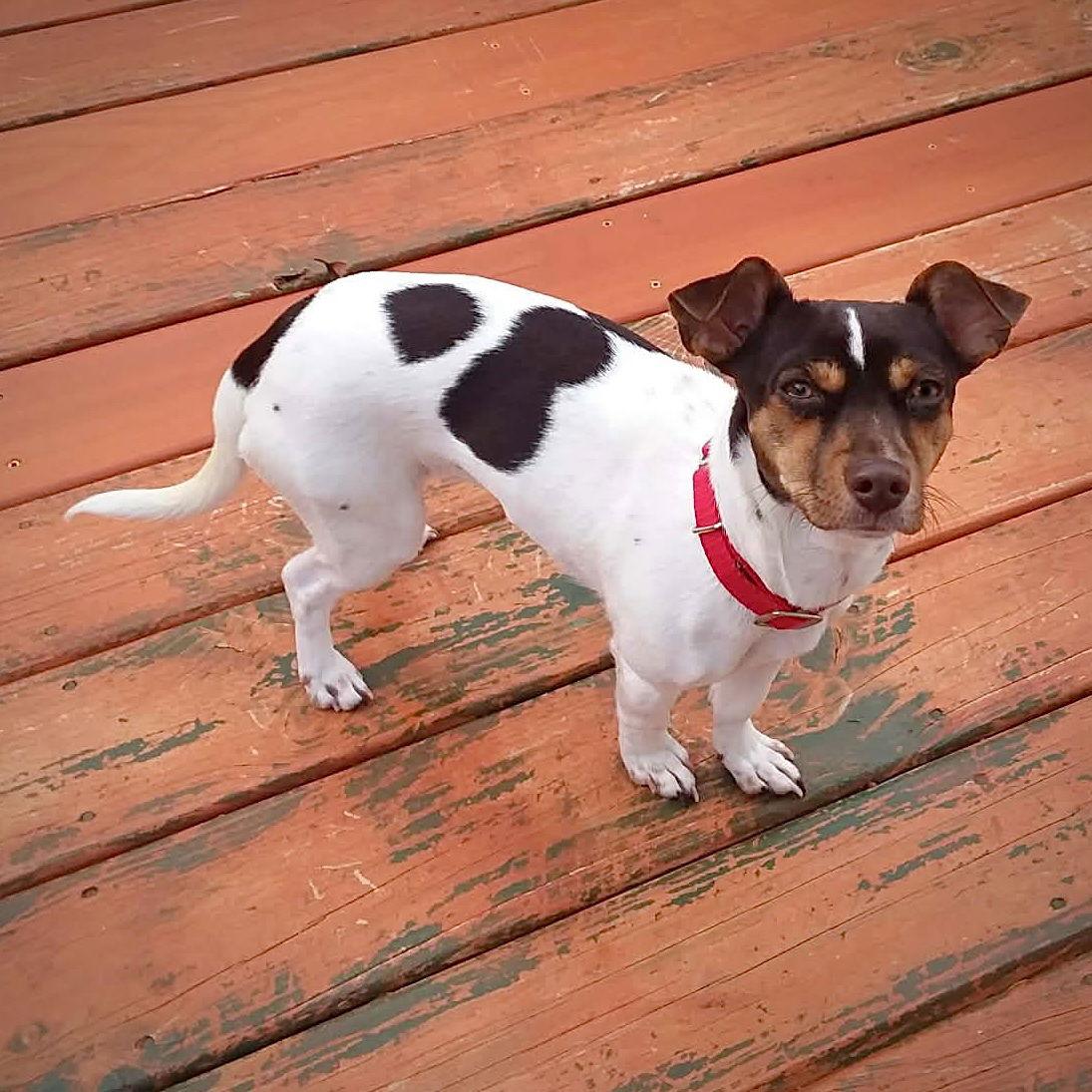 Arietta (MI), Adoptable, Young Female Rat Terrier.