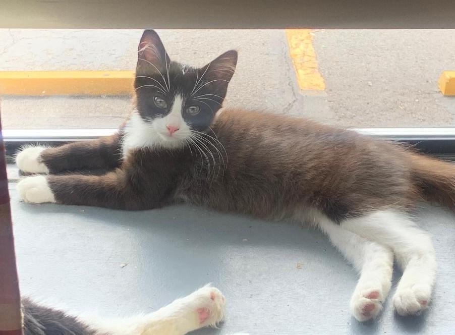 Penelope, adopted, Kitten Female Domestic Medium Hair & Maine Coon.