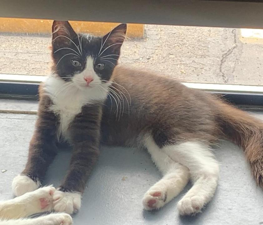 Penelope, an adopted mixed breed in Sayreville, NJ image 2/2