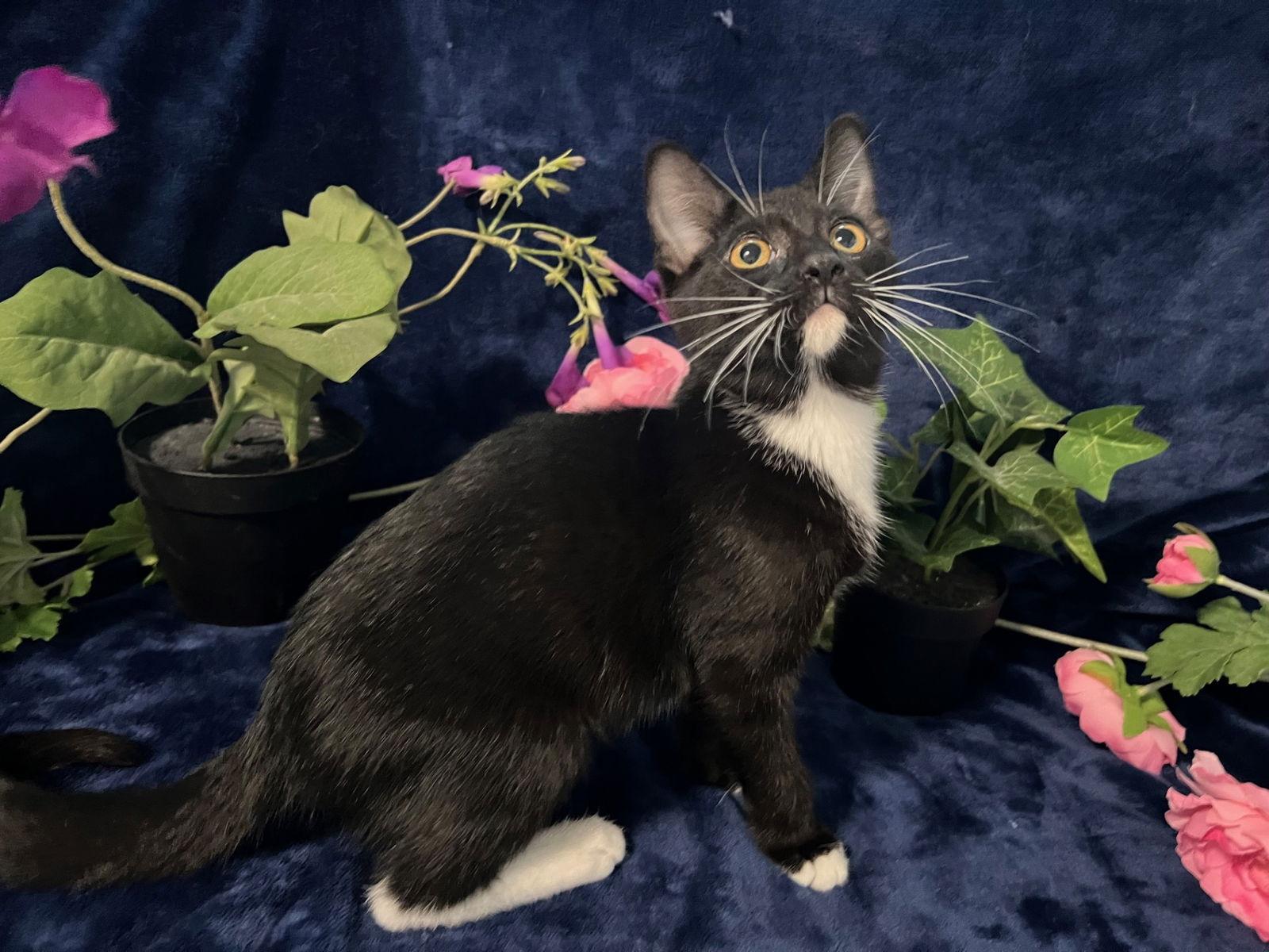 Nixie, Adoptable, Kitten Female Tuxedo & Domestic Short Hair.