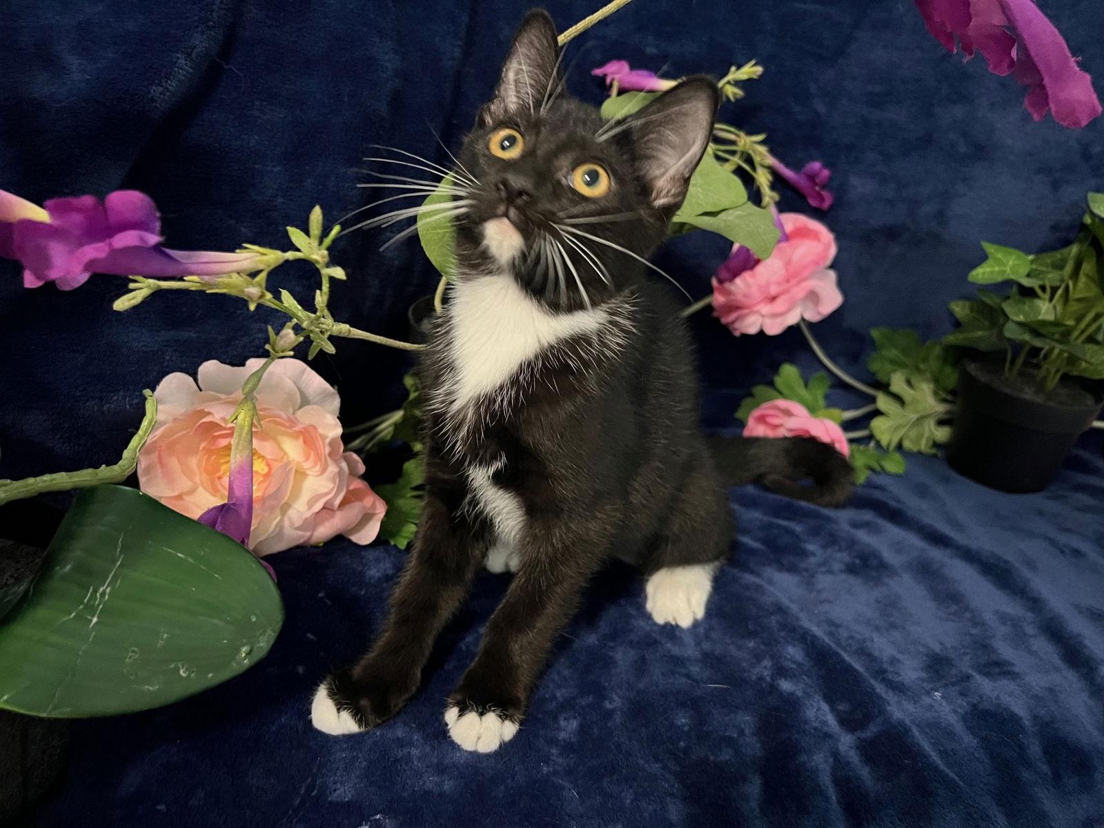 Enlarge Nixie, a Adoptable mixed breed in Fayetteville, GA image 2/3