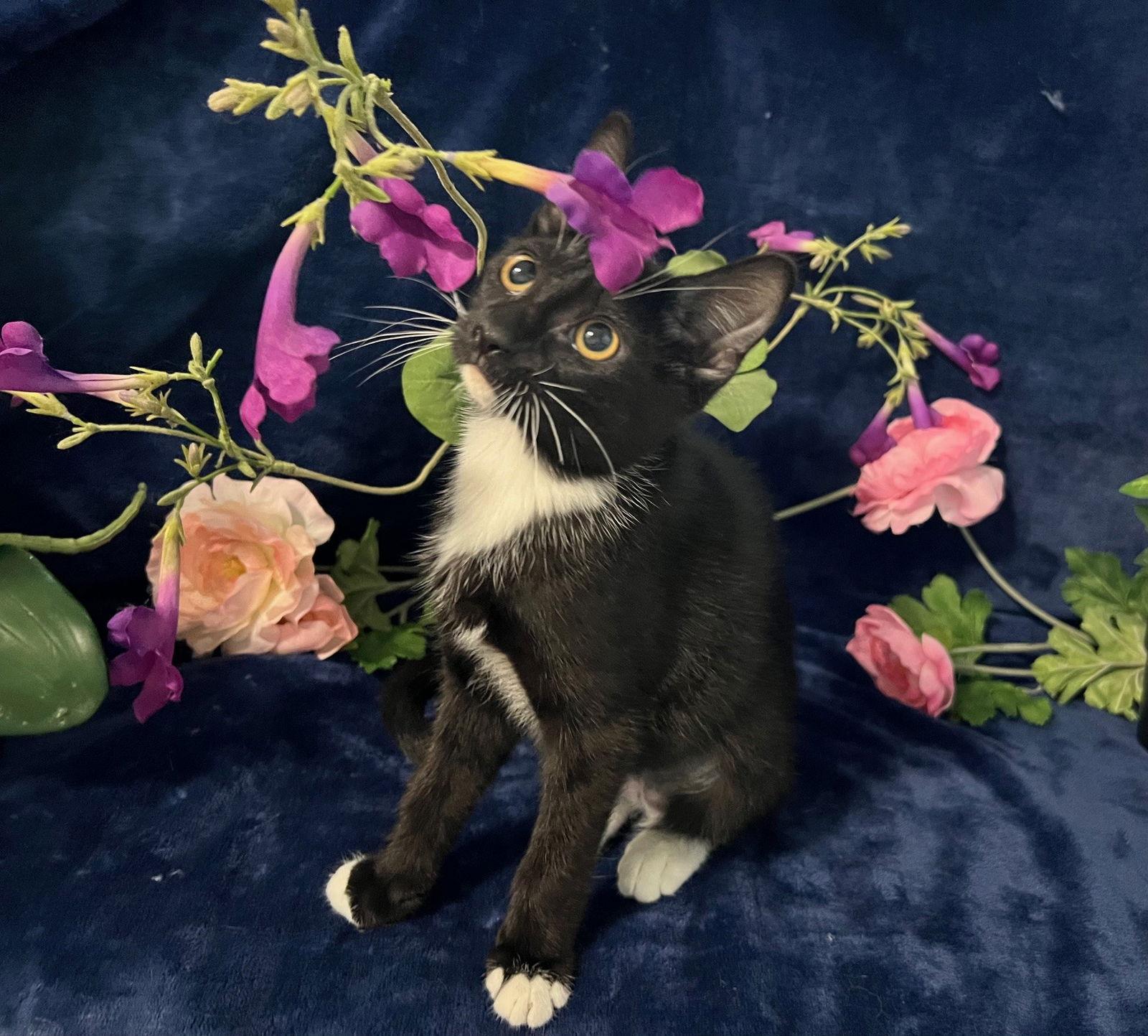 Enlarge Nixie, a Adoptable mixed breed in Fayetteville, GA image 3/3