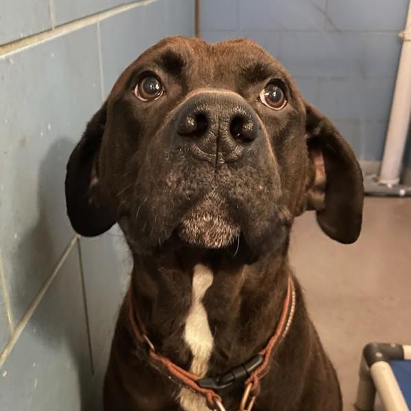 Enlarge Woody, a Adoptable mixed breed in Des Moines, IA image 1/1