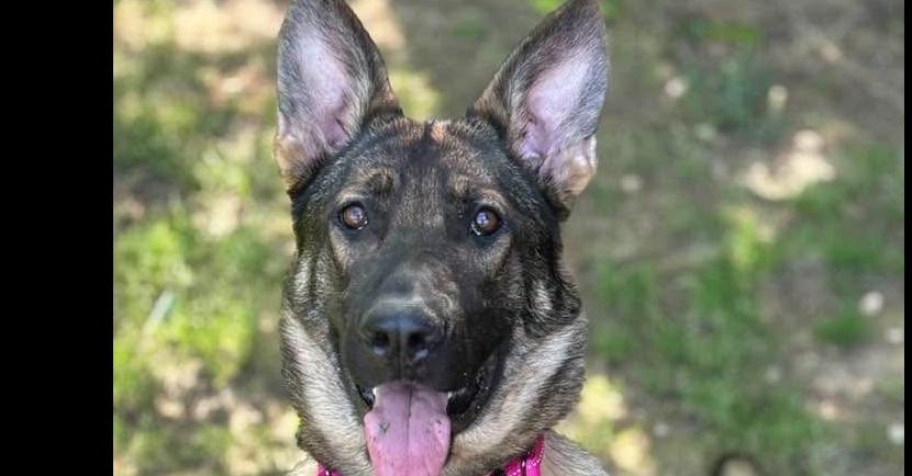 Enlarge Artemis, a Adoptable German Shepherd Dog in Dacula, GA image 1/2