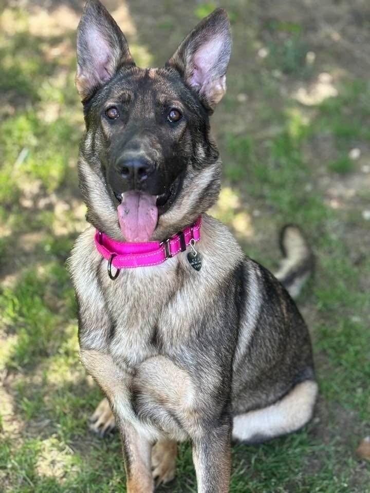 Enlarge Artemis, a Adoptable German Shepherd Dog in Dacula, GA image 2/2