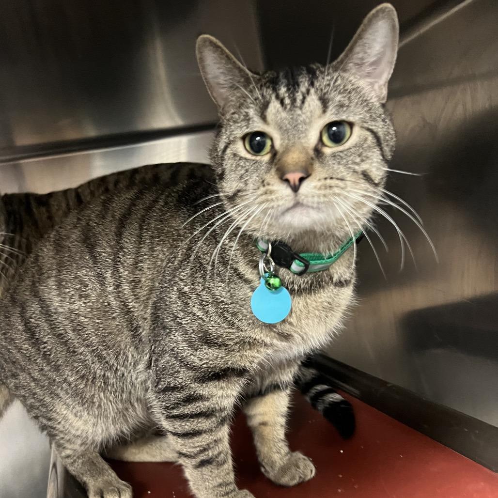 Enlarge Bob, a Adoptable Domestic Short Hair in Owosso, MI image 1/1