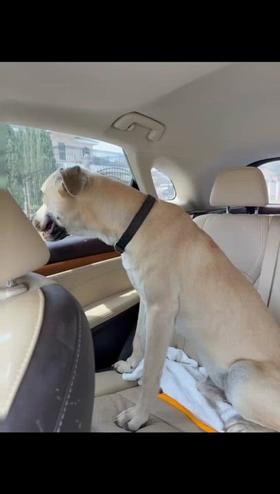 Enlarge Leo, an adoptable Great Dane in MISSION, TX video 2/6