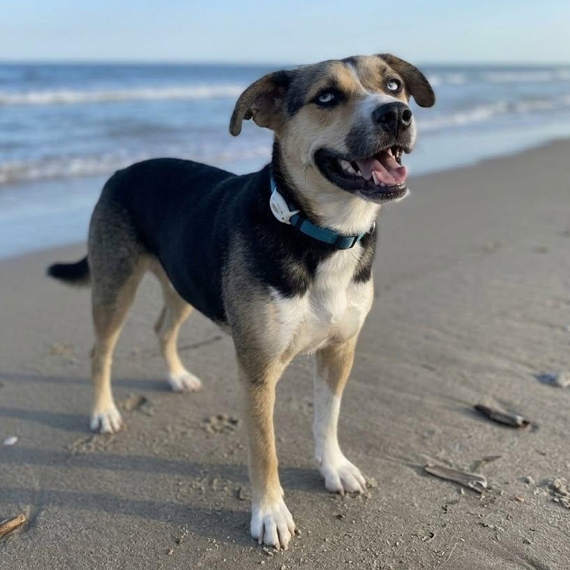 Maggie, Adoptable, Young Female Beagle & Australian Shepherd.