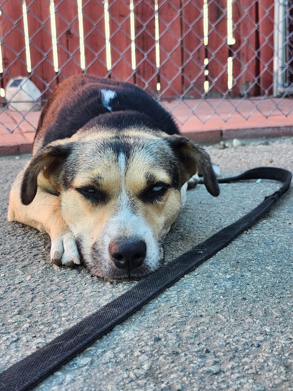 Enlarge Maggie, a Adoptable mixed breed in Burbank, CA image 4/6
