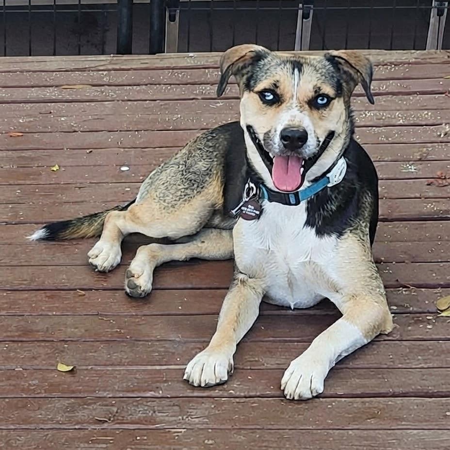 Enlarge Maggie, a Adoptable mixed breed in Burbank, CA image 5/6