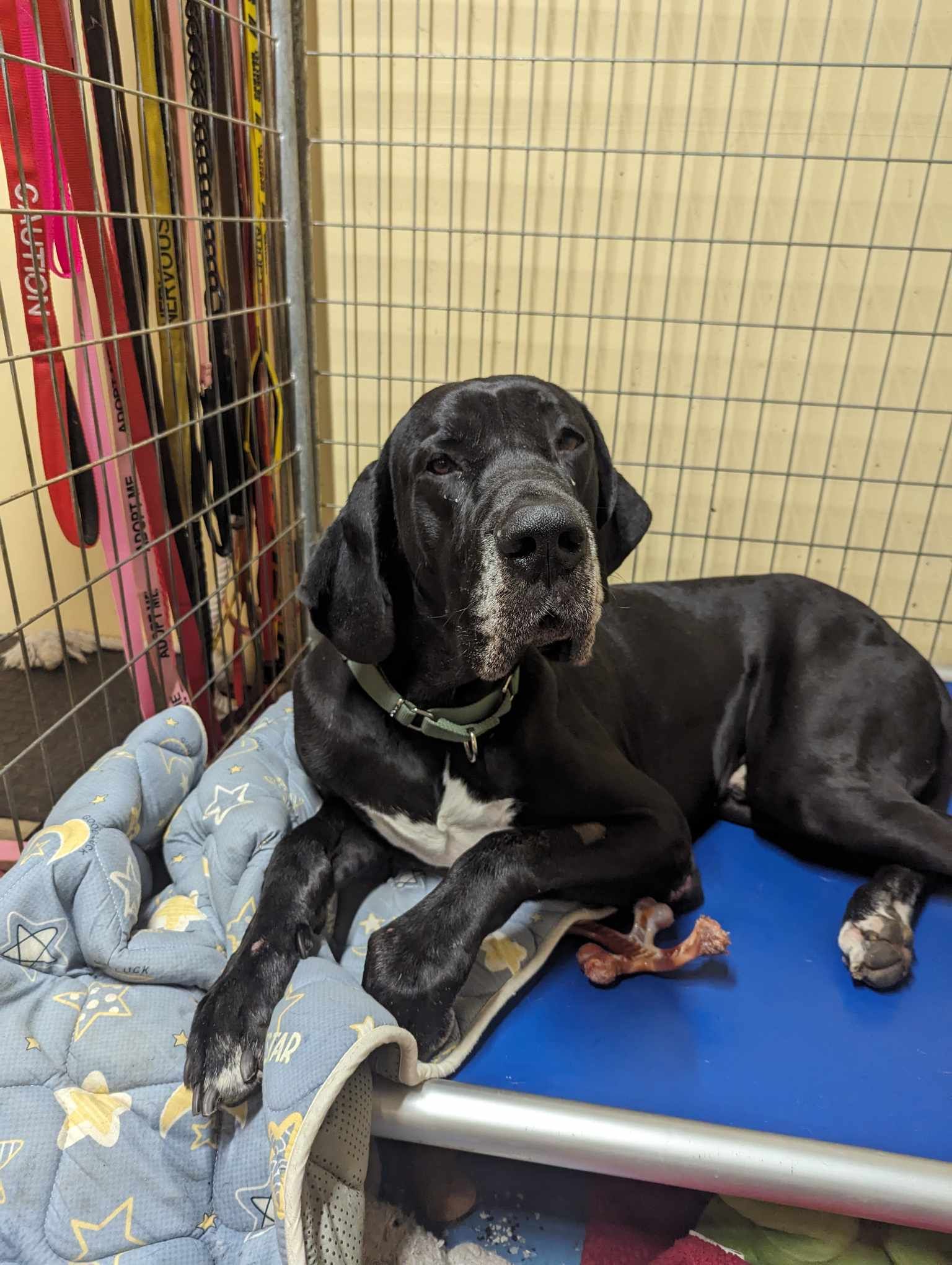 Dog for adoption Balo, a Great Dane in Claremont, NH Petfinder