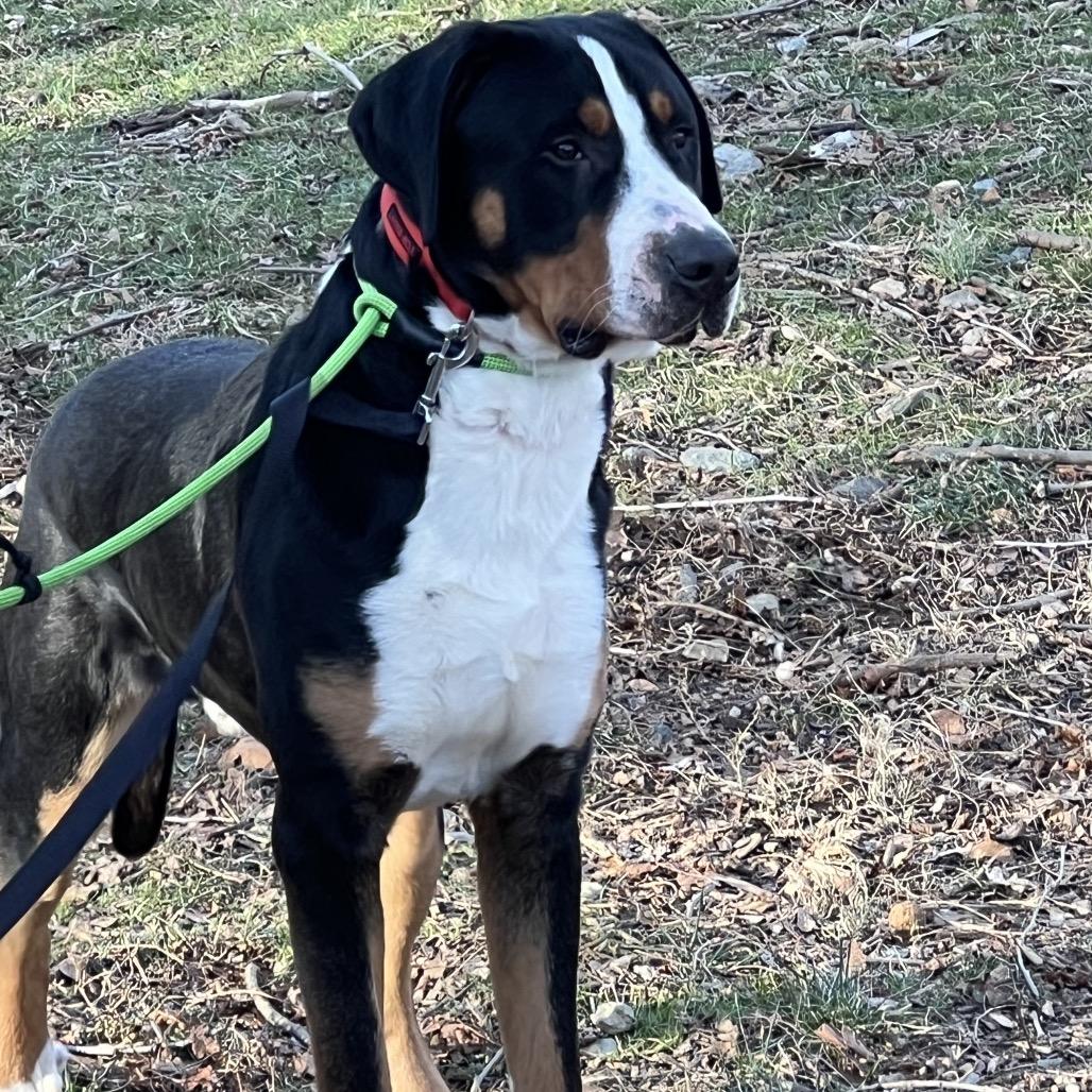Sully, Adoptable, Young Male Greater Swiss Mountain Dog.