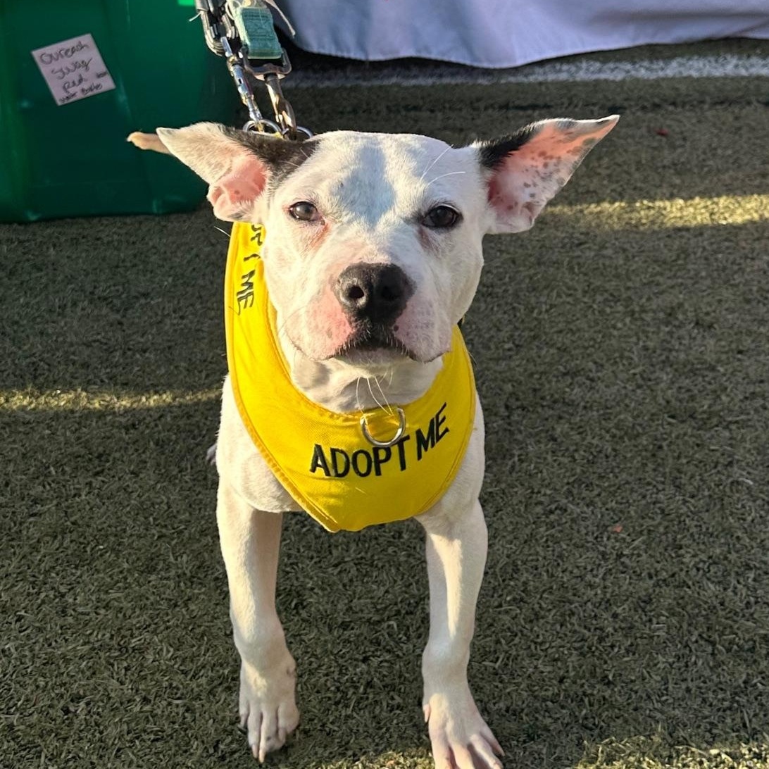 Enlarge Mood Ring, a Adoptable Mixed Breed in Mishawaka, IN image 5/6