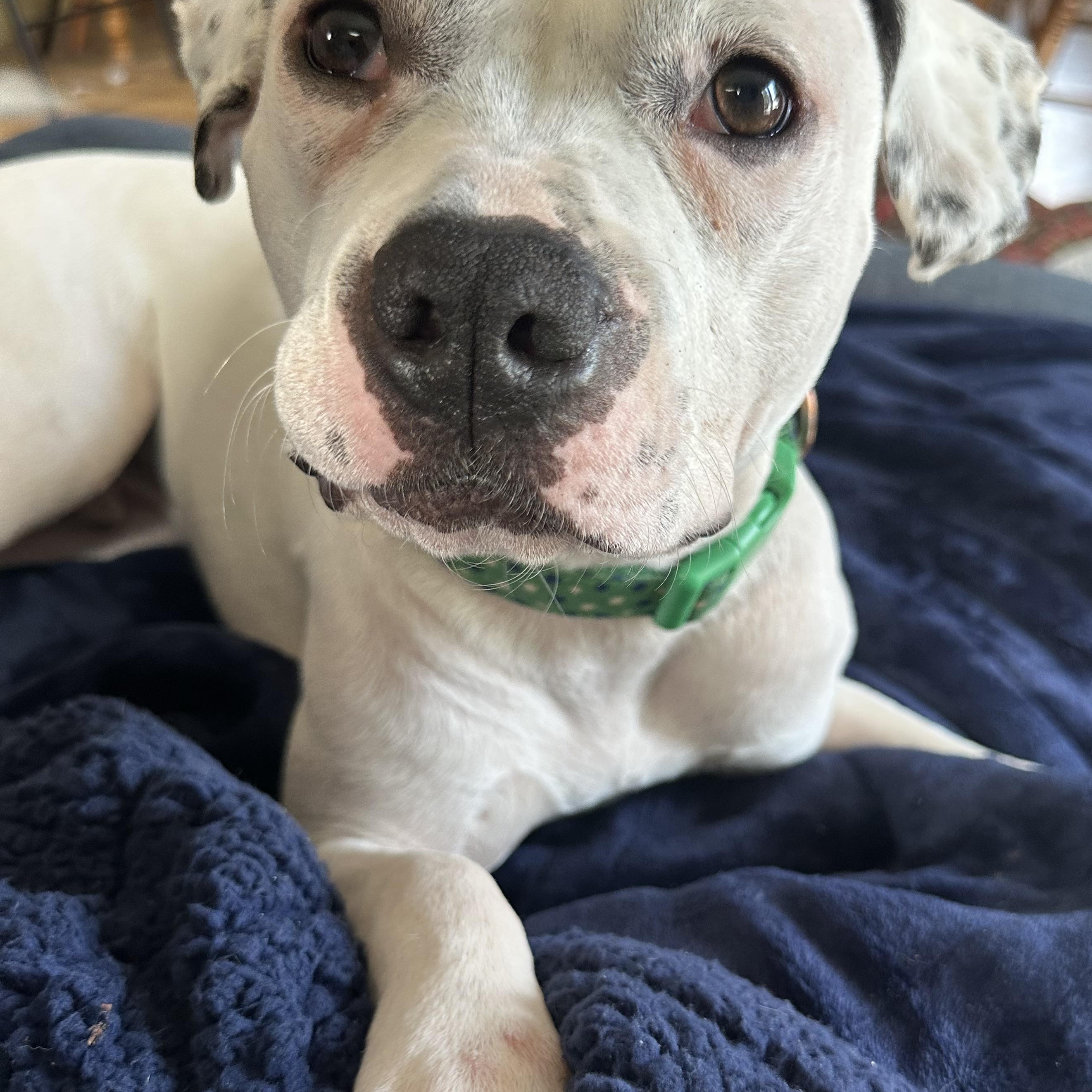 Enlarge Mood Ring, a Adoptable Mixed Breed in Mishawaka, IN image 1/6
